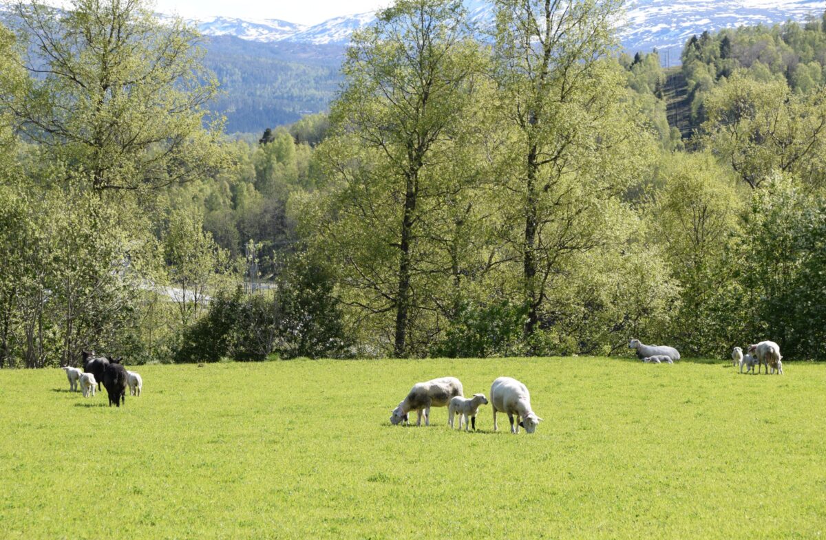 Sauer på beite, foto