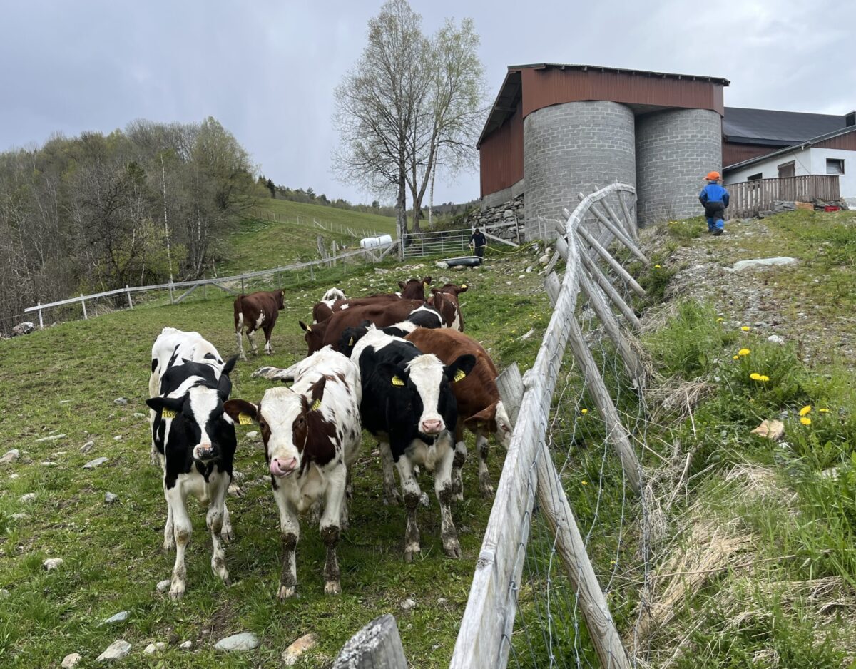 Kyr på beite, foto