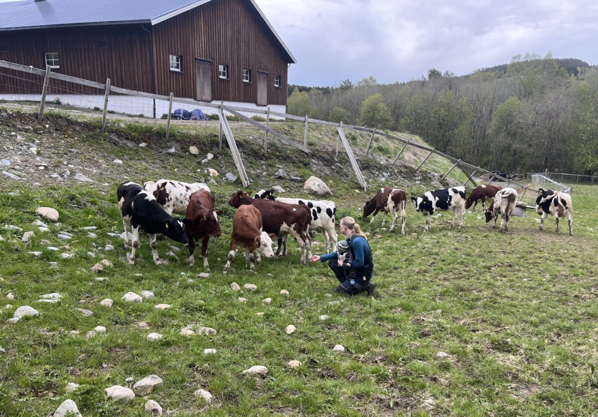 Mor med barn i bæresæle, sammen med kyr.